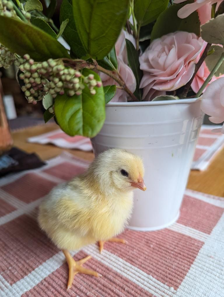 baby chicks on Nadia Vassev's homestead