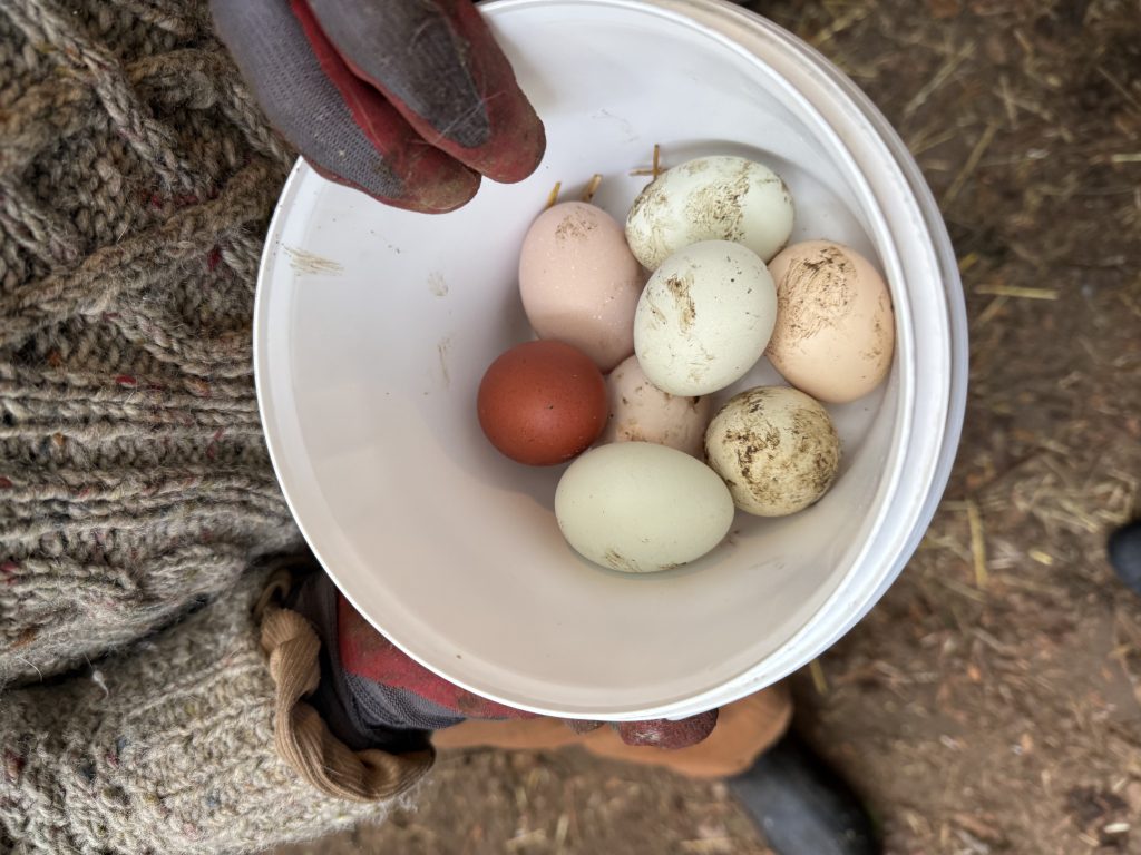 farm fresh eggs are a healthy choice for your gut